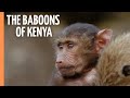 Wild Dramas In The Rift Valley The Baboons Of Kenya Full Documentary 