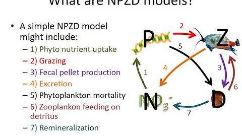 Lecture 8   NPZD Models