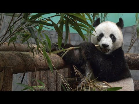Панды Жуи и Диндин - символ сотрудничества КНР и РФ в сфере сохранения редких видов животных #COP15