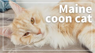 [Big Cat] Do you know what a Maine Coon is?