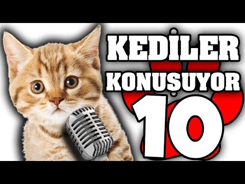 Konuşan Kediler #10 – En Komik Kedi Videoları