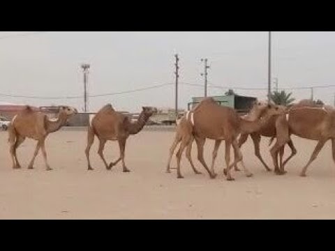 أبل شعل عدد 10 للبيع جملة منوة القناي التفاصيل تم البيع
