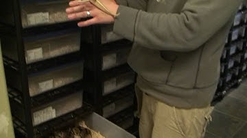 Boaconstrictor.com Video Blog KingPin Blast to Cinny Ball Python