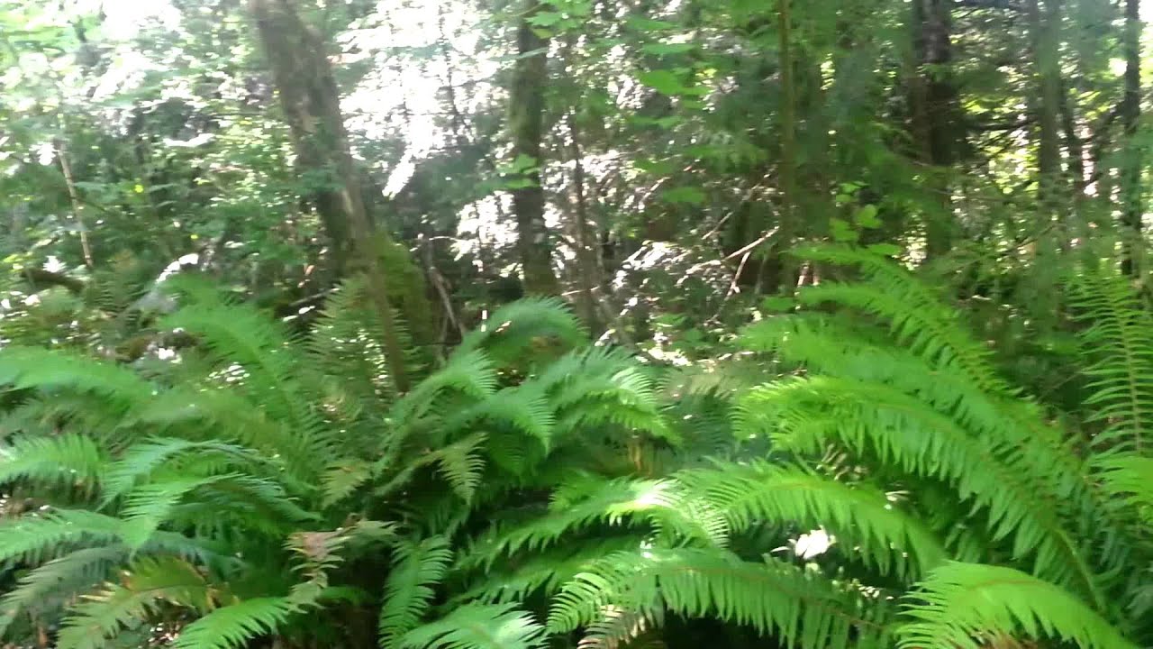 In whatcom falls park