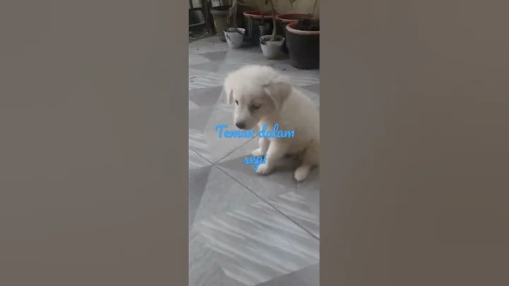 puppy 60 days