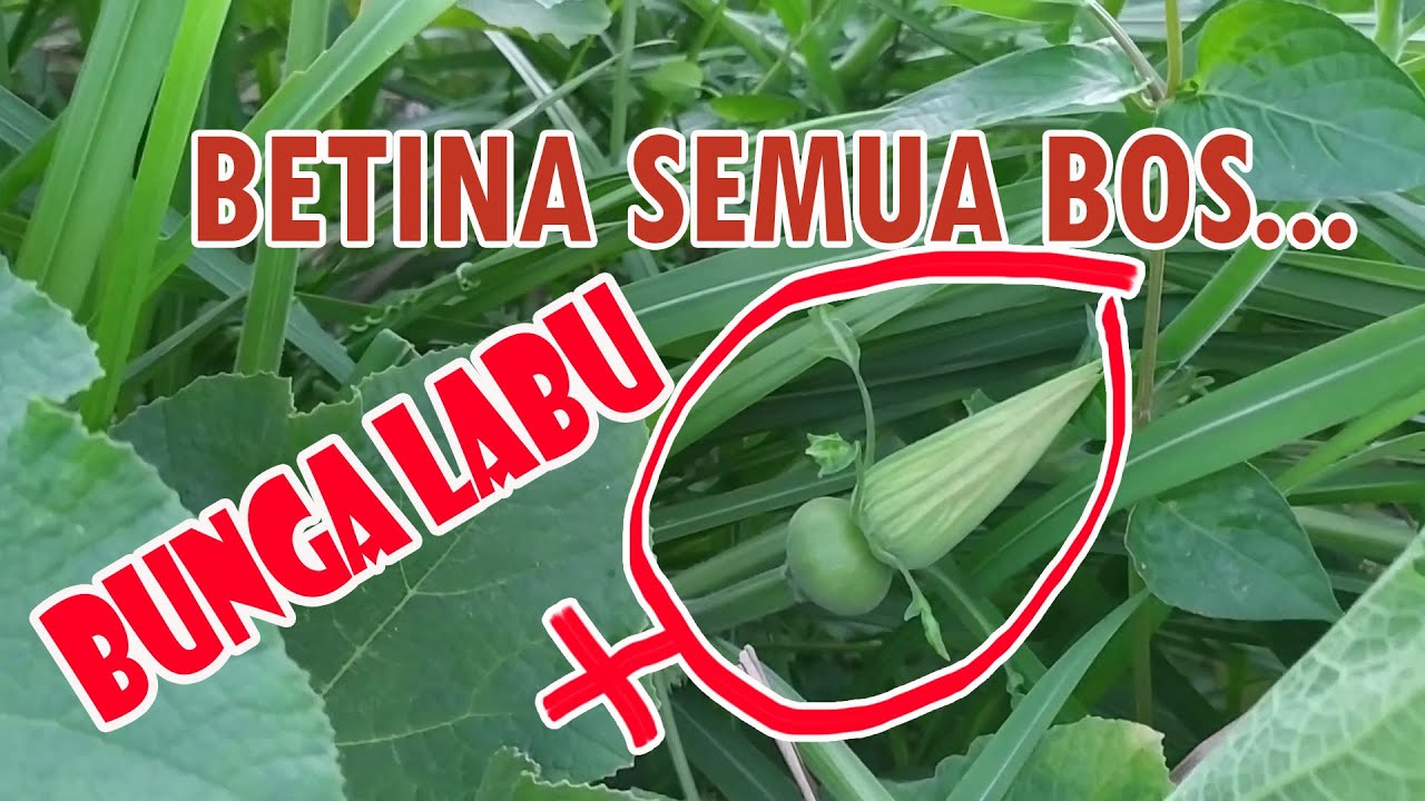 Bagaimana ini Bos...!?   Bunga Labu ini Betina Semua