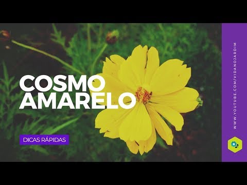 Vídeo: Segredos Do Cosmos: Flores Da Vida - Visão Alternativa