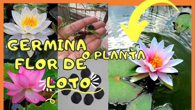 Qué es la FLOR DE LOTO? Simbolismo, culturas, postura, tatuajes 