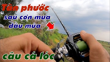 Câu Lure Cá Lóc ✅ Câu Cá Lóc Vườn Khóm Tân Phước Sau Cơn Mưa Đầu Mùa | Tâm Râu Vlog #311