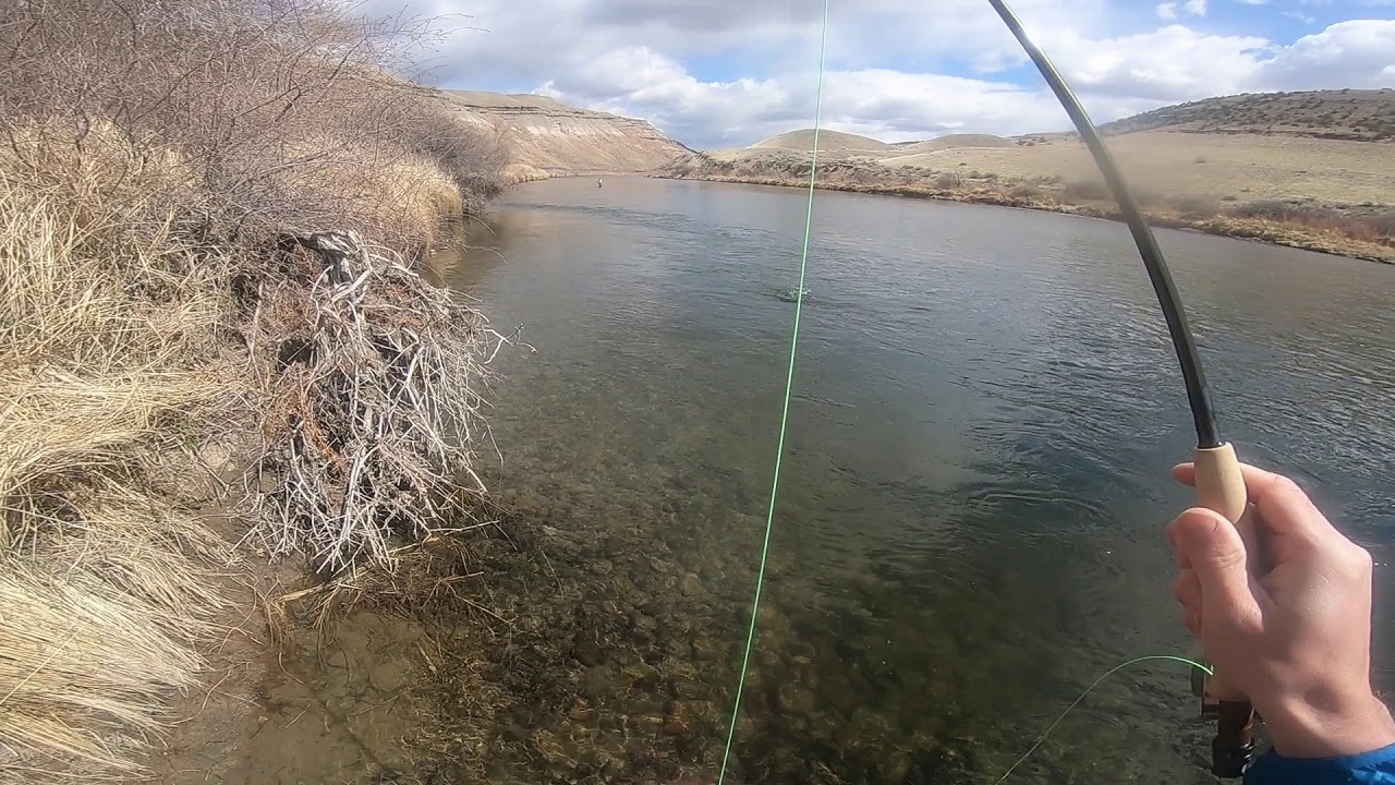 Colorado Gunnison River Fly Fishing Gold Medal Water (3/28/20) YouTube