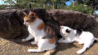 Cat videos are released collectively because the smartphone is full
