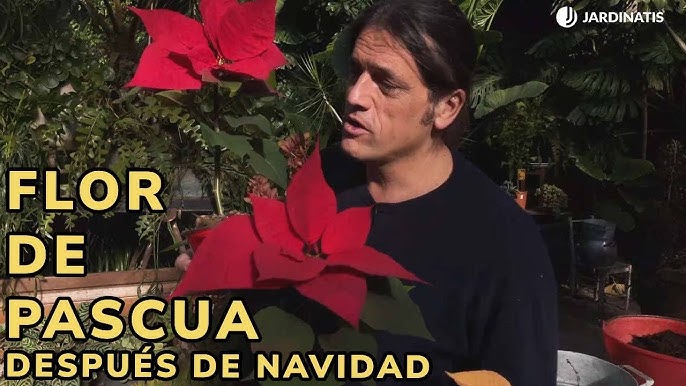 Qué hacer con el árbol de Navidad después de fiestas? - Jardinatis