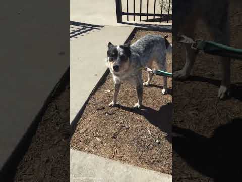 Curious Australian Cattle Dog Mix Gets Up Close!
