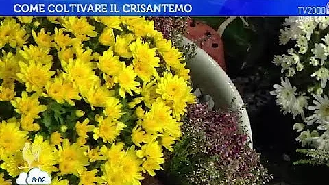 Quali sono i fiori per il cimitero?
