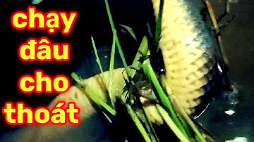 cắm câu cá lóc đồng trên ruộng lúa bỏ hoang #7 đổi mồi trùng cắm thử xem như nào và kết quả...