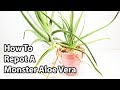 How To Divide Aloe Vera Plants ( Repotting Tips )