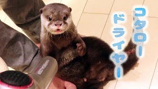 カワウソ コタロー　ヘアドライヤーで乾かしてほしいみたい　Otter kotaro drying time