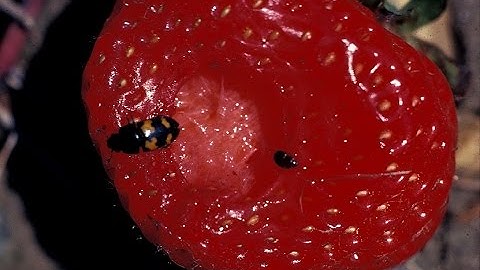 How to Get Beetles out of Raspberries | Kitchen Family Fun