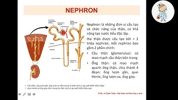 ĐẠI CƯƠNG HỆ TIẾT NIỆU | TS. BS. Le Quốc Tuấn | Ôn thi CKI 2023