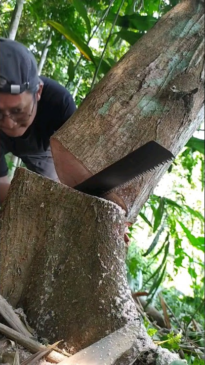 Menebang Kayu Manual Gergaji Gorol Untuk Membuat Cabin #shorts