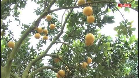 Bưởi Diễn chín vàng trên đất vải