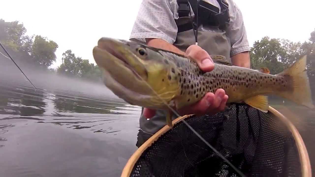 Caney Fork Brown Fly Fishing Tennessee YouTube