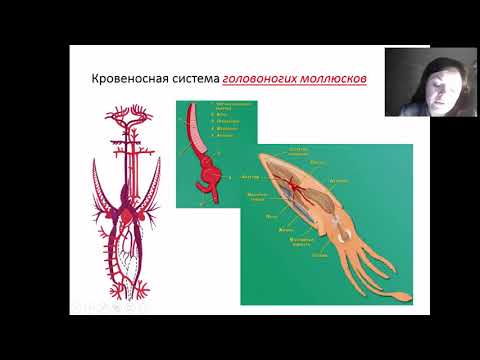 Видео: Есть ли у моллюсков кровь?