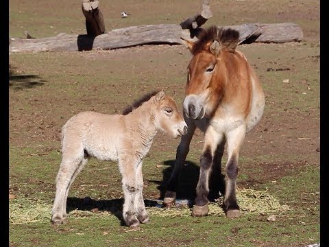 Video: Pūkainas Przewalski Buzulnik Ziedkopas. Aug