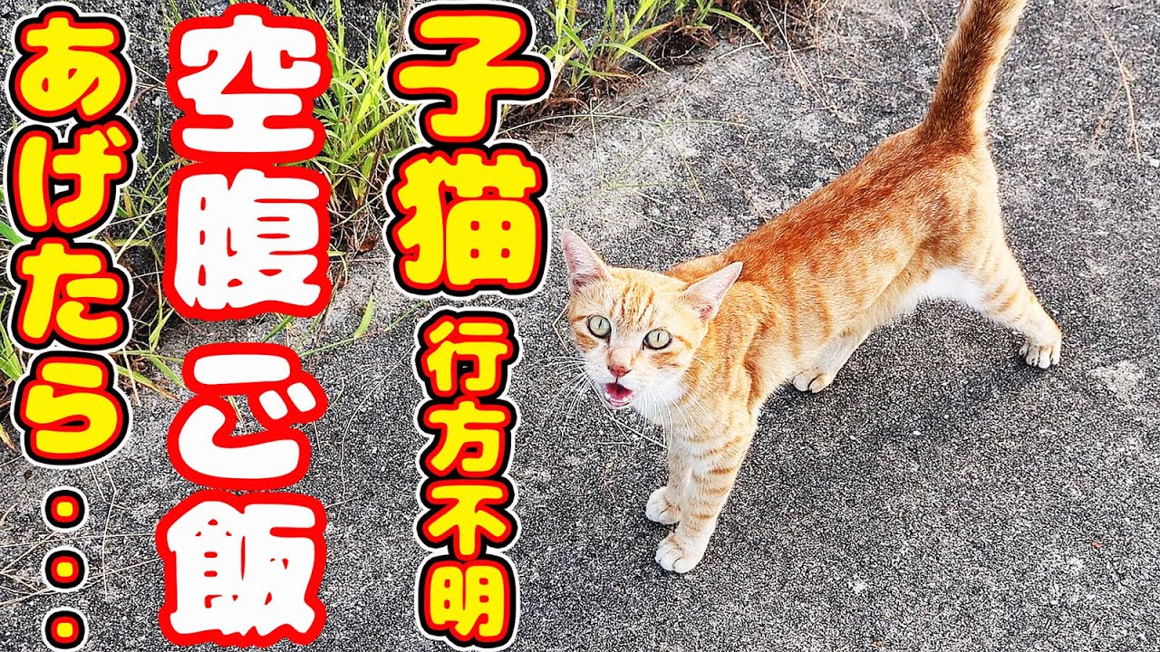子猫行方不明？ 母猫にご飯をあげたら・・・ たくさんのさくらねこと野良猫への給餌