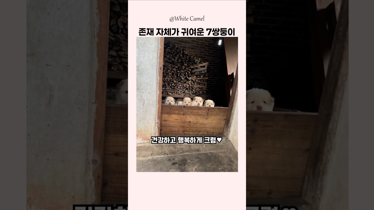 존재 자체가 귀여운 7쌍둥이의 탄생