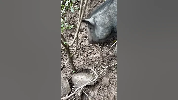 Amazing Wild Pig Dug 🐗⛰️ #warthog #pig #boar #hog #viral #animal #wildpig #wildboar #wildlife