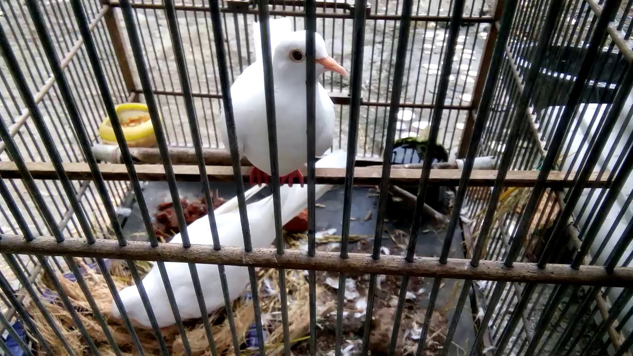 SUARA PUTER PUTIH YG BIRAHI 
