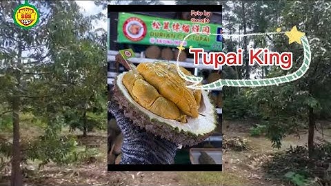 PRIMADONA BARU : DURIAN TUPAI KING 👑