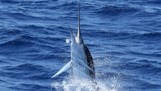 Amazing Billfishing in WA exmouth Dampier and Monte’s