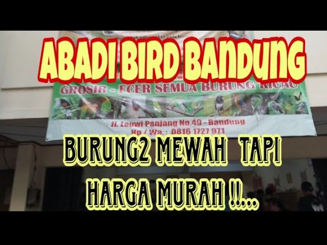 @Abadibirdofficial  BANDUNG,Burung2  Kicauannya Harganya MURAH Tapi KUALITASNYA Ga MURAHAN !!.. class=