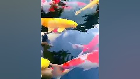 سورة الاعلى بصوت الشيخ هشام الهراز