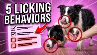 5 Dog Licking Behaviors Your Vet WISHES You Understood