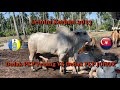 Lembu Korban 2023 || Penang pon ada dedak PKP?? Ingatkan Johor je ada Dedak PKP..