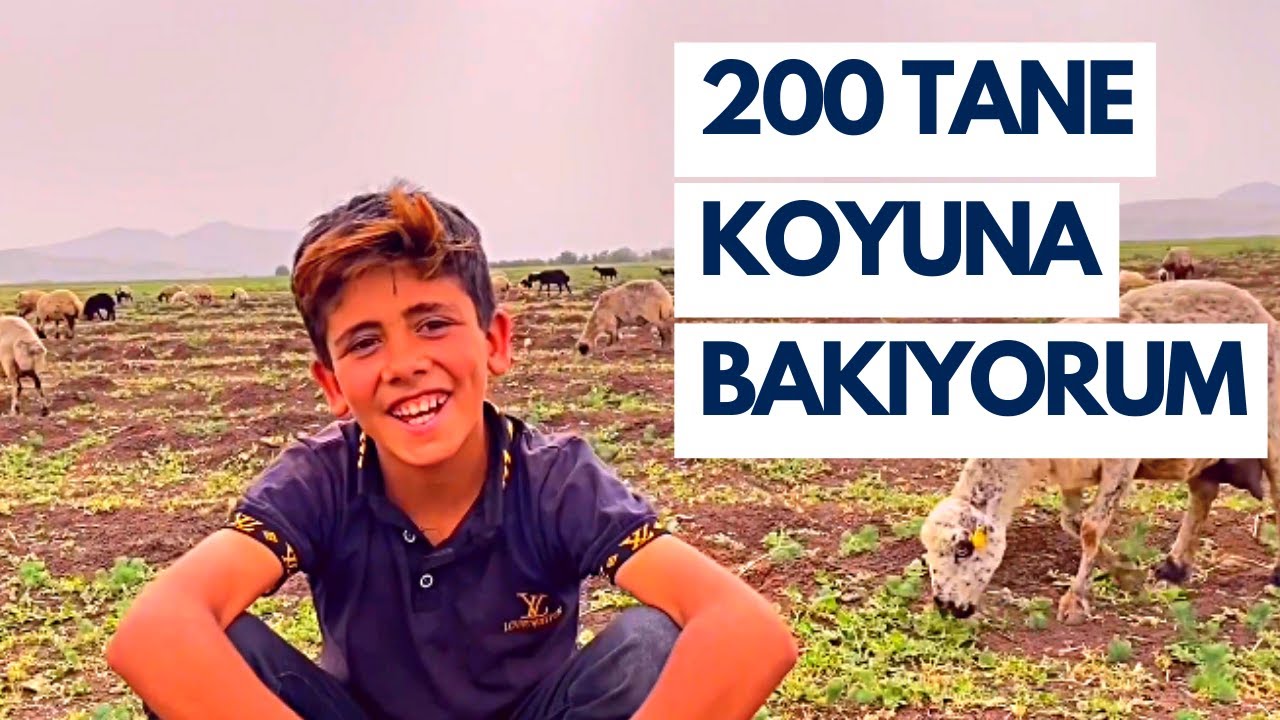 Sevdiği Koyuna Perihan İsmini Koymuş. | Ergani