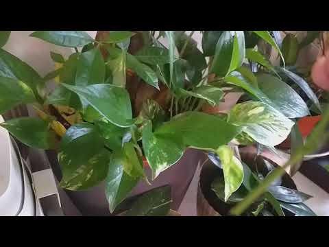 Video: Pachira Money Tree - Lär dig att ta hand om Money Tree Plants