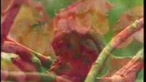 Demo Visual Dynamics