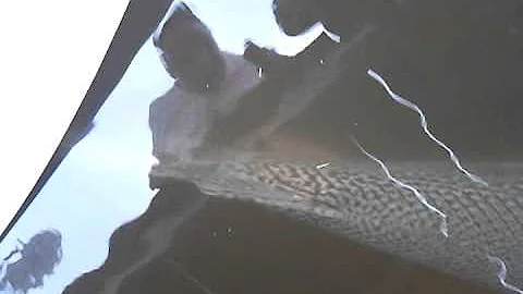 Alligator Gar 1