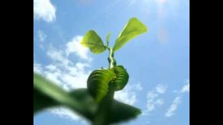 Download lagu Tea Pucuk Harum