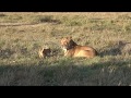 Lioness Plays with her Cubs