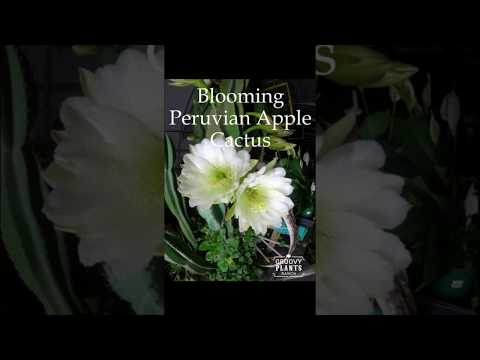 Video: Cactus cereus peruvian: îngrijire, fotografie