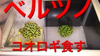 ベルツノガエルの餌 生き餌コオロギ編 激カワ Youtube ベルツノガエルの餌 生き餌コオロギ編 激カワ Youtube