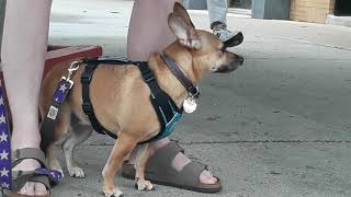 Chihuahua and Dachshund mix/Chiweenie is ALERT