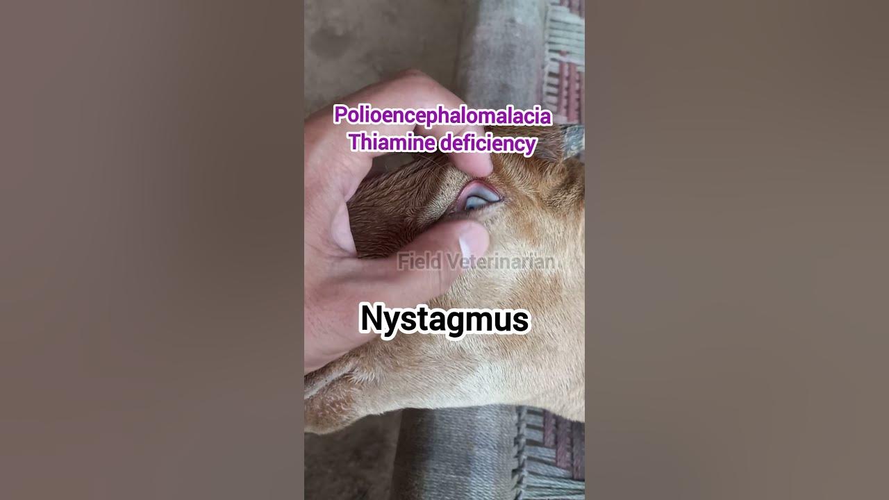 Polioencephalomalacia / vitamin B1 (Thiamine) deficiency/ Nystagmus in