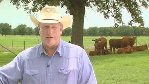 Cattle Handling - Moving Cattle Techniques