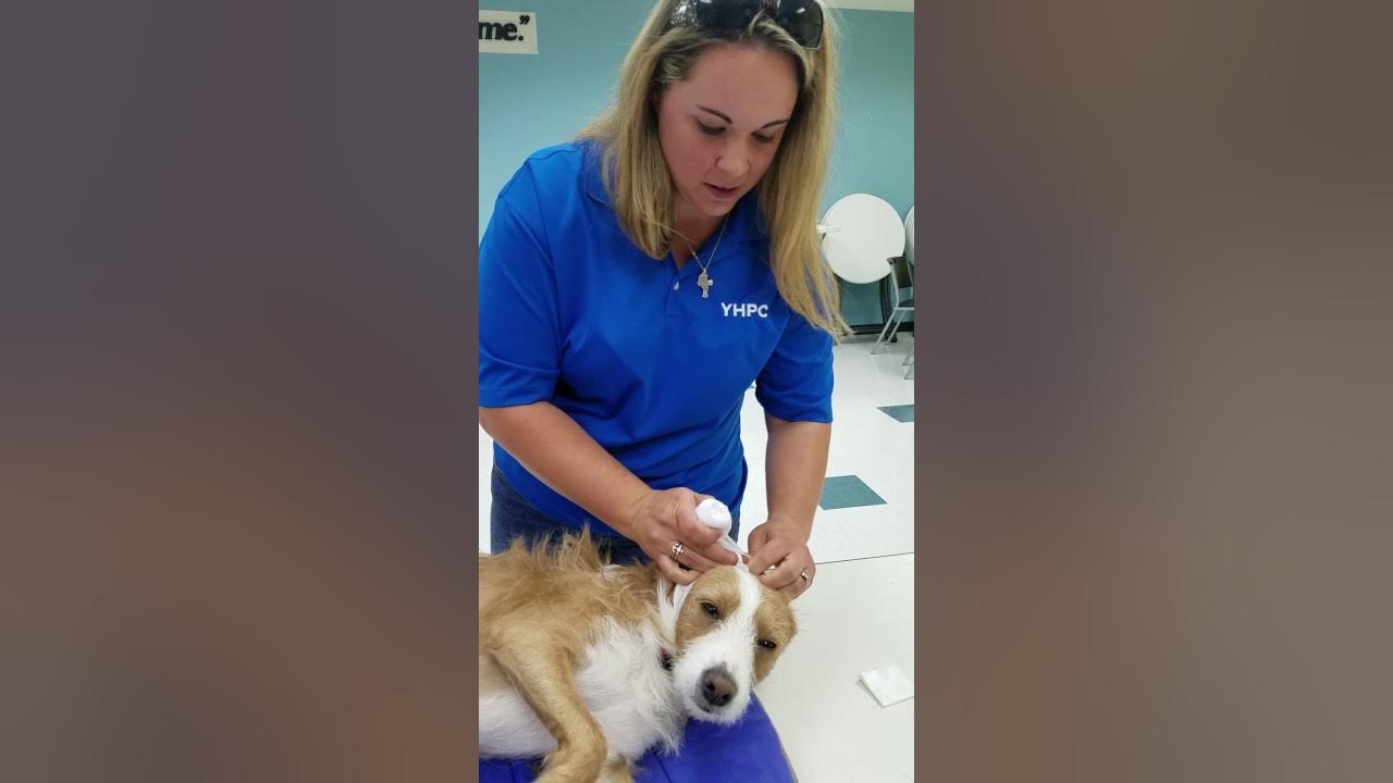 Learn how to wrap a Dog's bleeding ear from Arden Moore's Pet First Aid
